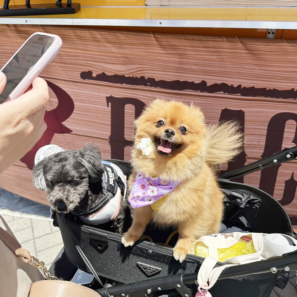 卒業犬のうみちゃんとミアちゃんの近況♪